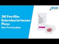 How to innoculate a 3m petrifilm enterobacteriaceae plate  gem scientific