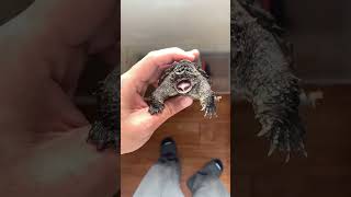 Florida Snapping Turtle | Thế Giới Rùa Cảnh |                       shorts