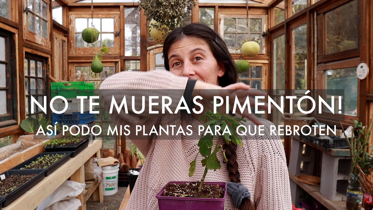 No te Mueras Pimentón !! Podar mis plantas para que rebroten en Primavera