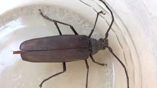 Aegosoma scabricorne @hrlfg