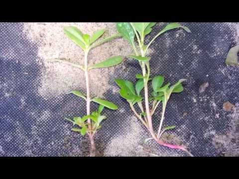 Βίντεο: Spotted Spurge Weed: Πώς να απαλλαγείτε από το Spotted Spurge