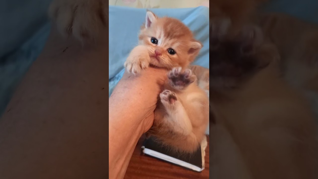 PONCHIK CHOCOLATE BOUTIQUE