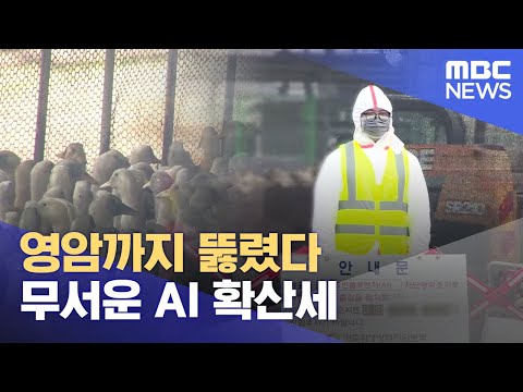 영암까지 뚫렸다..전남 AI &amp;#39;무서운 <strong>확산세</strong>&amp;#39; (2023.12.14/뉴스데스크/목포MBC)
