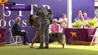 Collies Rough Breed Judging 2024