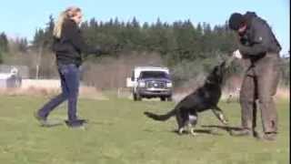 Prey Drive Development Young German Shepherd