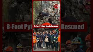 Thane: 8-Foot Python Rescued from Drain Near RJ Thakur College