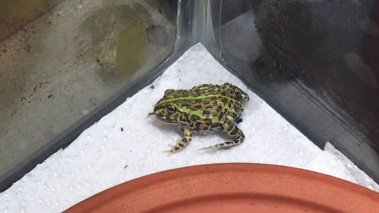 video phone beyonce mp3 African Bullfrog froglets vs Crickets June 2016