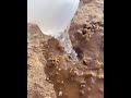 يطلع عقرب من جحرها يطلع عقرب من جحرها