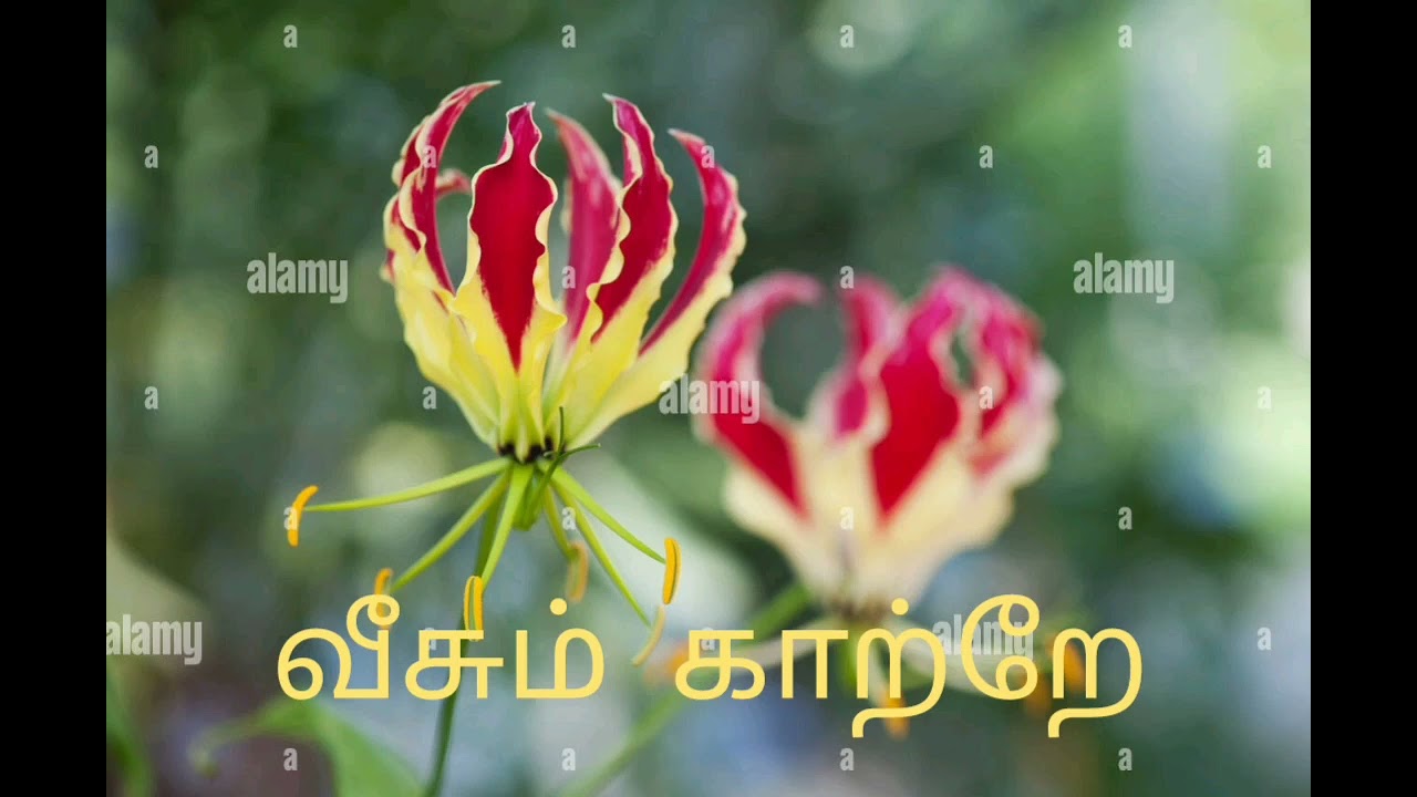 Veesum Kaatre Thuthu Sellu || Tamil Eelam Song