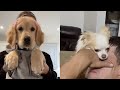 Funniest Cats and Dogs 🐱🐶 Part 30 #shorts  #cute #animals #tiktok