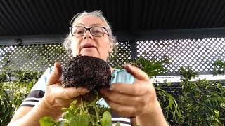 Are worms good or bad in pots - follow-up. Trish. The Gong Gardener.