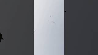 Uçan Kuşlar. Üvercinları Resimi