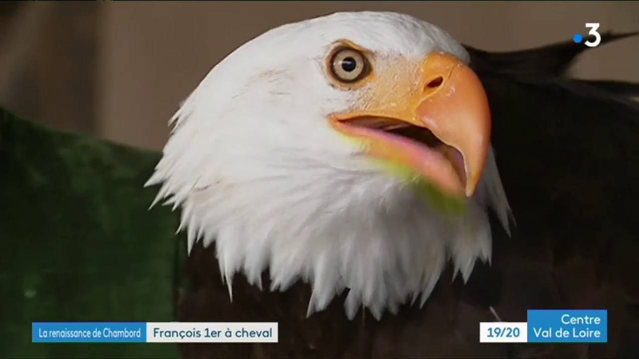 Chambord : spectacle équestre au château