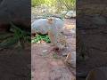 Desi Teetar Clear &amp; Loud Voice | Natural Hunting Audio #desiteetar #teetarvoice #birdsounds #nature
