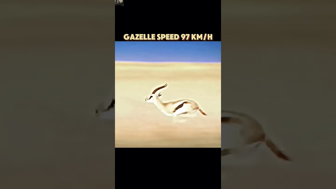 The Fastest Animal In World Trending Shorts Animals Wildlife Cheetah Peregrinefalcon