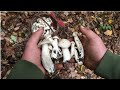 Рядовки Білі Гриби збираю в Вінницькій області , Грибний сезон Білих грибів