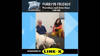 Furry Friends- Taffy from Spotsylvania Animal Shelter