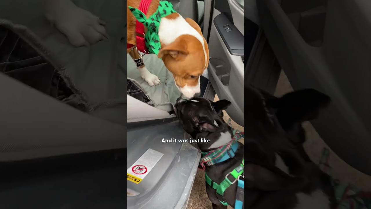 Dog Was Scared Of Doors Until He Met His Brother | The Dodo