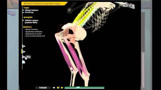 Good Morning Exercise -  bent knee screenshot 5