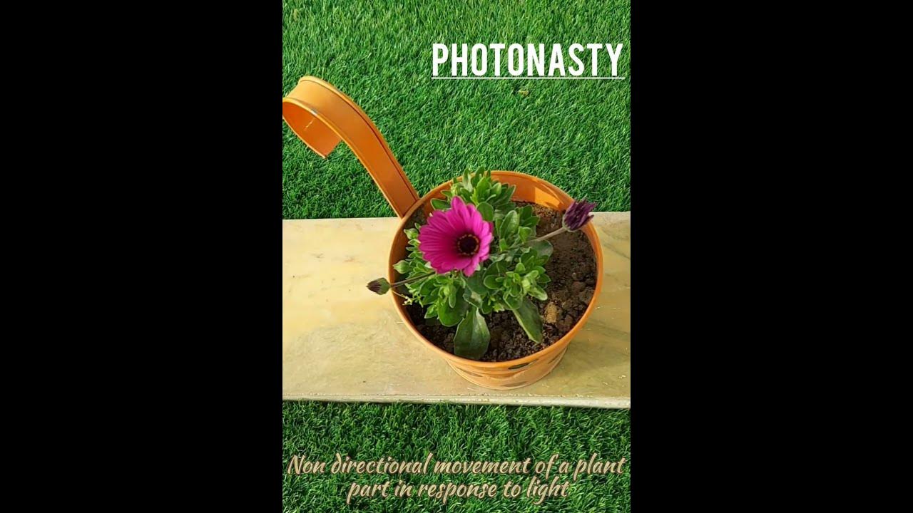 Flowers open and close during day/night shorts science ScienceAroundUs YouTube