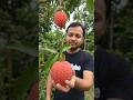 Tasty Lichi🍓🍓#shorts #shortvideo #shortsfeed #short #shortsvideo #viral #funny