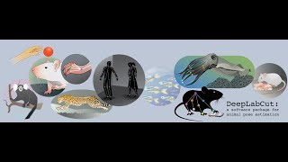 DeepLabCut Model Zoo! How to use COLAB in less than 5 min!