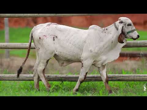 LOTE 28   GUF 217 EVITA FIV PARADISO