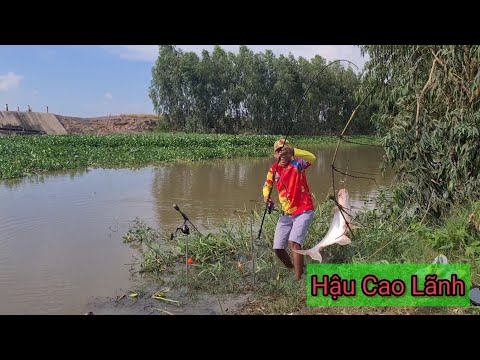 Video Câu cá Tra sông| Trở lại điểm cũ kênh Mười tải, Tập 44... - youtube