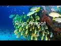 Raja ampat 2023  sjour plonge avec wallacea dive cruise  underwater