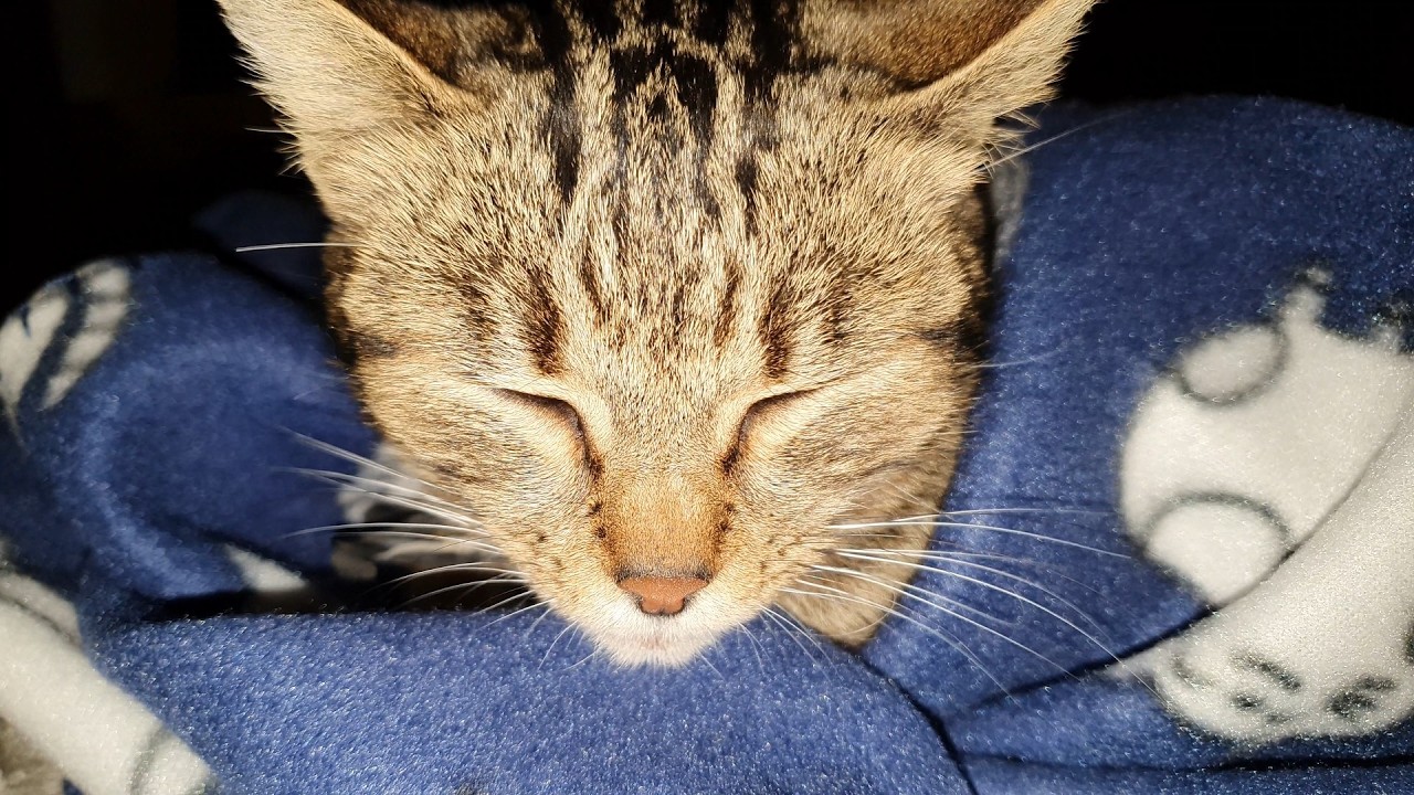 Eddie & Kitty 😴🌙