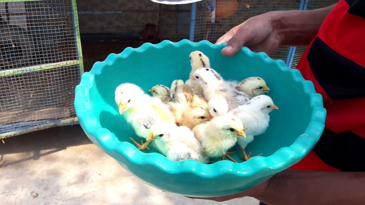Introducing Newly Hatched Baby Chickens to Coop YouTube