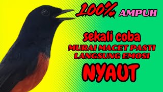 pancingan murai batu GACOR ampuh JADIKAN murai diam NYAUT EMOSI❗❗