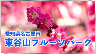 【東谷山フルーツパーク】名古屋市守山区 Togokusan Fruits Park, Moriyama Ward, Nagoya City ＃観光＃行楽地＃公園＃白梅＃紅梅#世界の熱帯果樹温室＃河津桜
