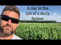 Feeding Milk cows, Dry Cows, and Bred Heifers in 95 Degree Heat