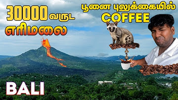 🌋Kintamani Volcano Burning for 30000 yrs in Bali | Cat Poop Coffee | 🇮🇩Indonesia Vlog - 4