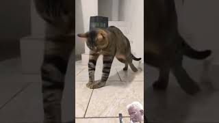 funnycomedy cat short