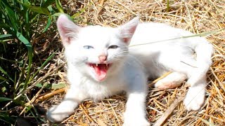Нам подкинули КОТЯТ \ Моя собака Таффи плавает в бассейне \ LizaTube Нам подкинули КОТЯТ \ Моя собака Таффи плавает в бассейне \ LizaTube