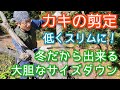 【柿(カキ)の冬剪定】サイズ縮小を図れる強めの手入れ(2024年1月)🏡👍