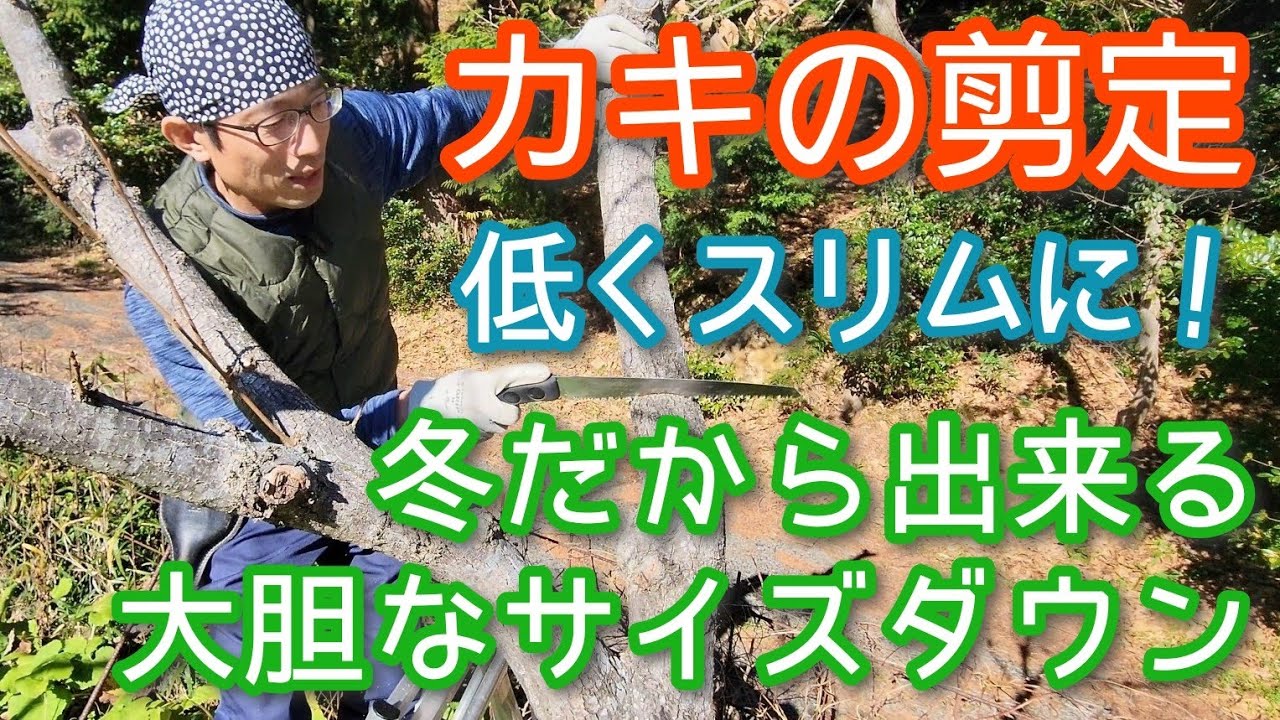 【柿(カキ)の冬剪定】サイズ縮小を図れる強めの手入れ(2024年1月)🏡👍