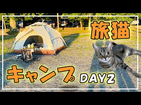 【旅猫】初めてのキャンプから一夜明けて…ほっけがテントの中は安全だと認識してくれるようになりました！【アメショのほっけ】
