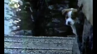 【企業広告】サントリー不朽の名作『雨と犬』（トリスウィスキーCM 60秒）1981年｜仔犬の名前はトリス君
