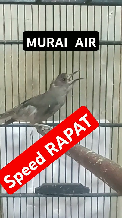 masteran burung MURAI AIR GACOR