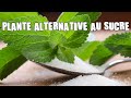 Une plante alternative au sucre pour lautonomie