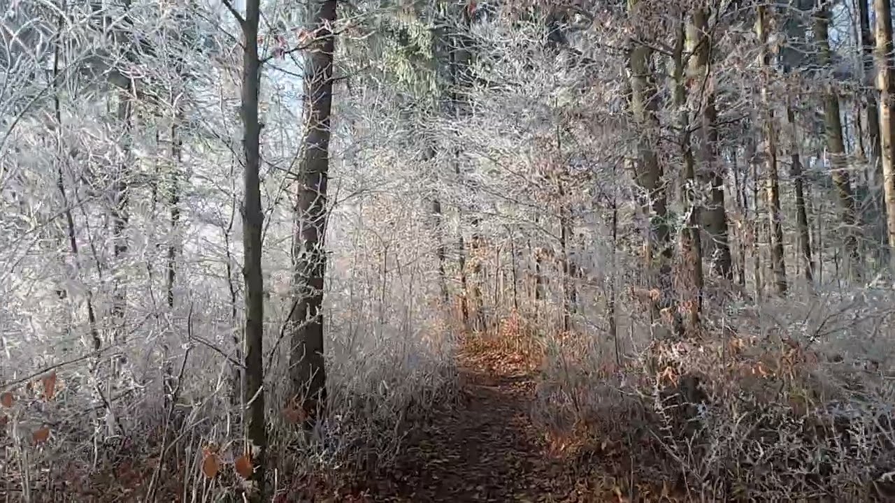 Winter Forest Walk in Silence 🌲❄️ Snow Crunch, Ice & Sunlight