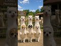 アルパカチワワダンス #チワワ #アルパカ #犬ダンス #alpaca #chihuahua