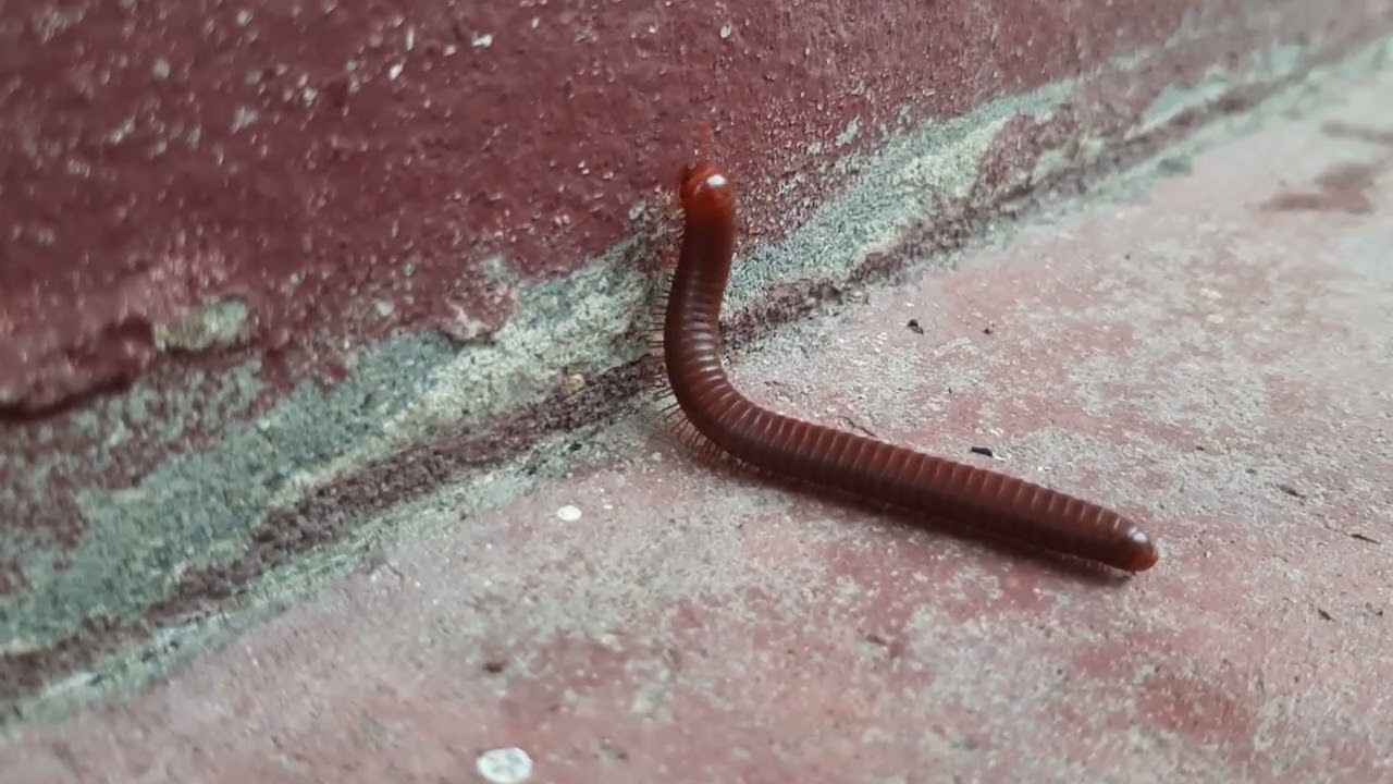 Millipede creeping on the ground