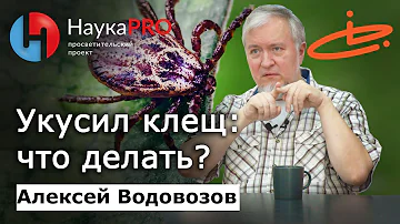 Укус клеща: первая помощь и последствия – Алексей Водовозов | Научпоп | Лекции по медицине