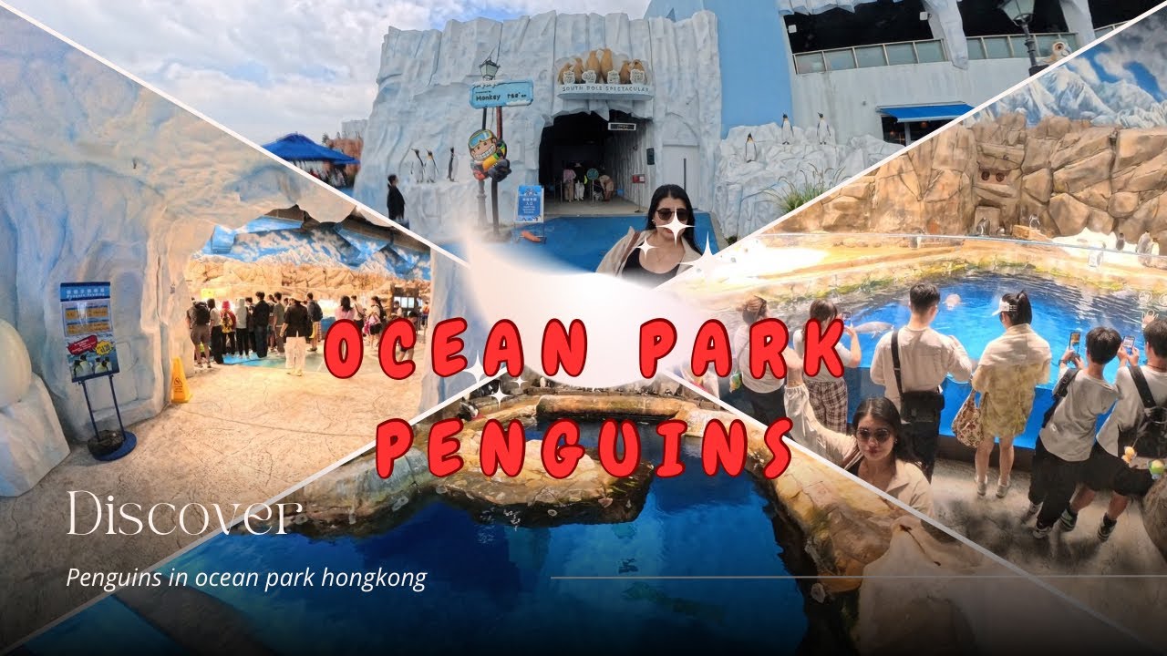 Пингвины в Оушен-парке Гонконга. Давайте посмотрим на них здесь.