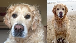 What Happened to Alfie?
So this turned into quite a mammoth vlog. The last time I mentioned Alfie in a vlog was just after we found out he had cancer. That was nearly two years ago so I thought it was time for an update.
SUBSCRIBE FOR MORE
http://youtube.com/subscription_center?add_user=jaketvee
TWITTER http://twitter.com/jakewrightuk
FACEBOOK https://www.facebook.com/jakewrightuk
INSTAGRAM http://instagram.com/jakewrightuk
SNAPCHAT jakewrightuk
http://jakewright.net What Happened to Alfie?