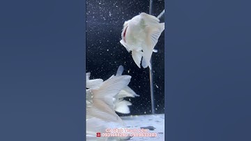 Cá Chép Supper Short ...Siêu Short tại Cá Cảnh Thanh Liêm #bán_koi_đẹp #cá_cảnh_thanh_liêm #cáchép